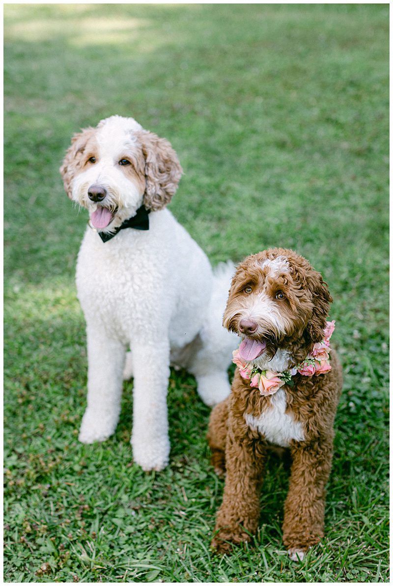 BRIDE AND GROOMS DOGS WEARING BOW TIE AND FLOWER COLLAR 